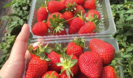 小草莓吃瓜爆料是真的吗,真相揭秘，是真是假？